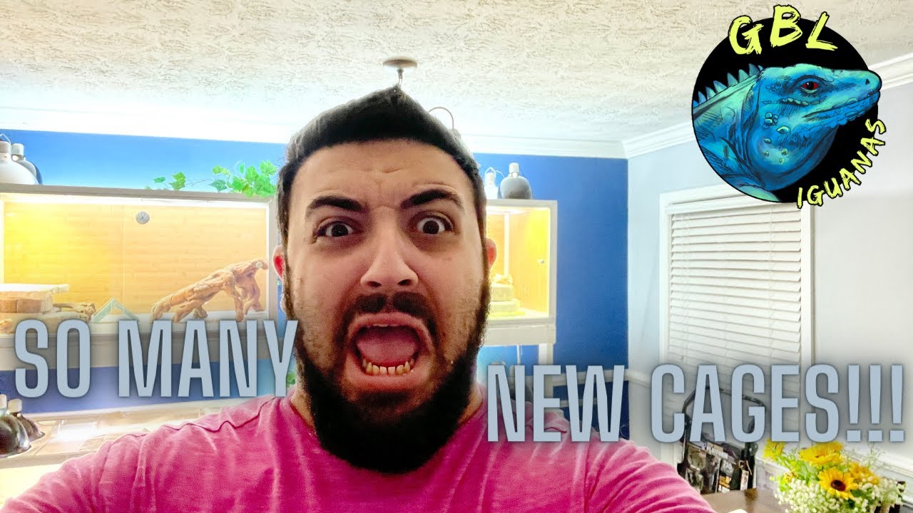 CAGE UPGRADES FOR SO MANY OF OUR REPTILES! BEARDED DRAGONS, IGUANAS AND SNAKES, OH MY!