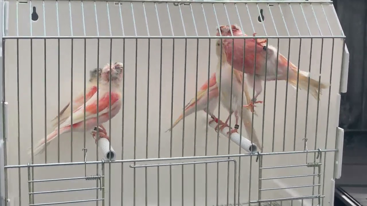 Stafford canary’s 