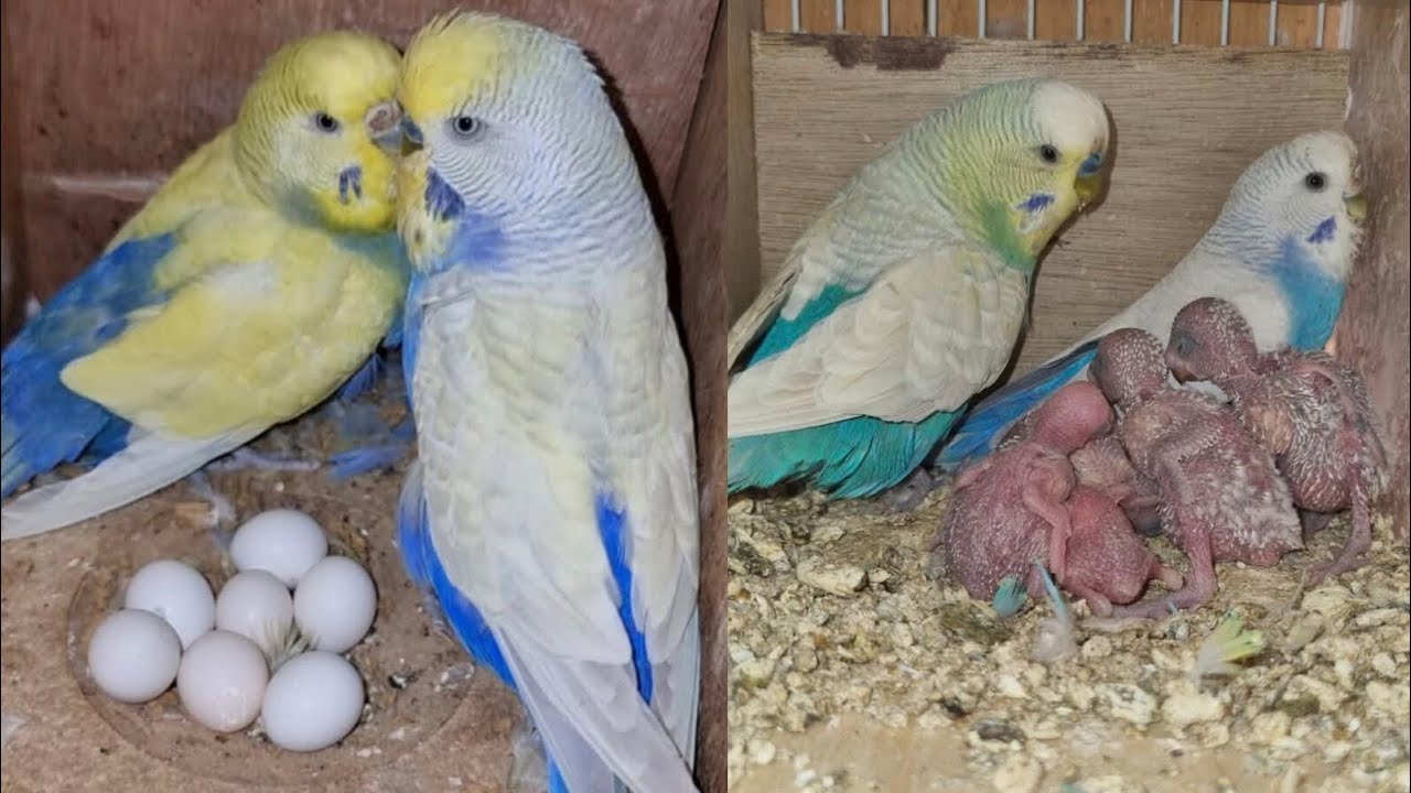 Breeding progress || available birds for shooq 03472433231 WhatsApp Karachi #rainbowbudgies 