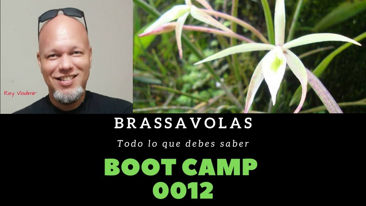 Boot Camp 0012 Brassavolas un Género de Orquídeas fascinantes