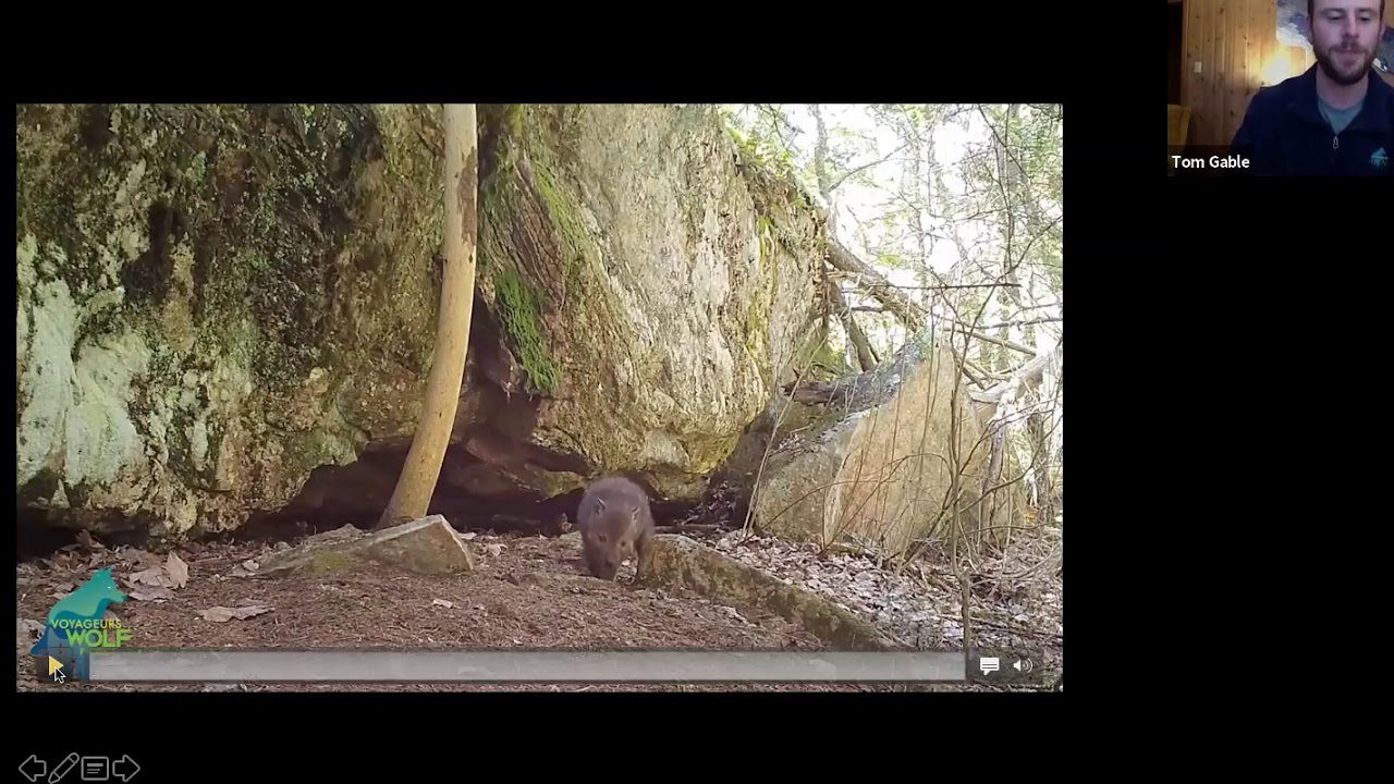 Understanding the Secret Lives of Wolves in the Greater Voyageurs Ecosystem, with Tom Gable