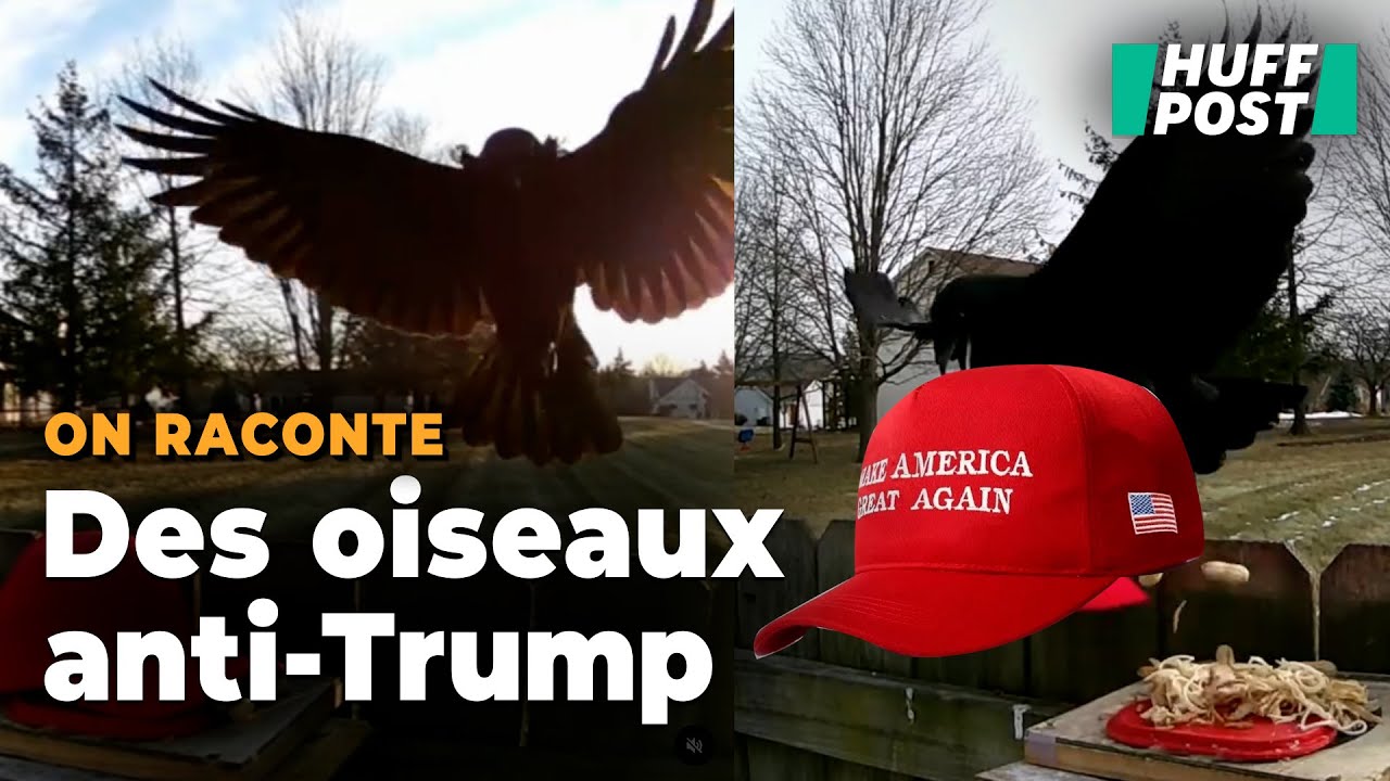 Cet Américain entraîne des corneilles à voler les casquettes des partisans de Donald Trump