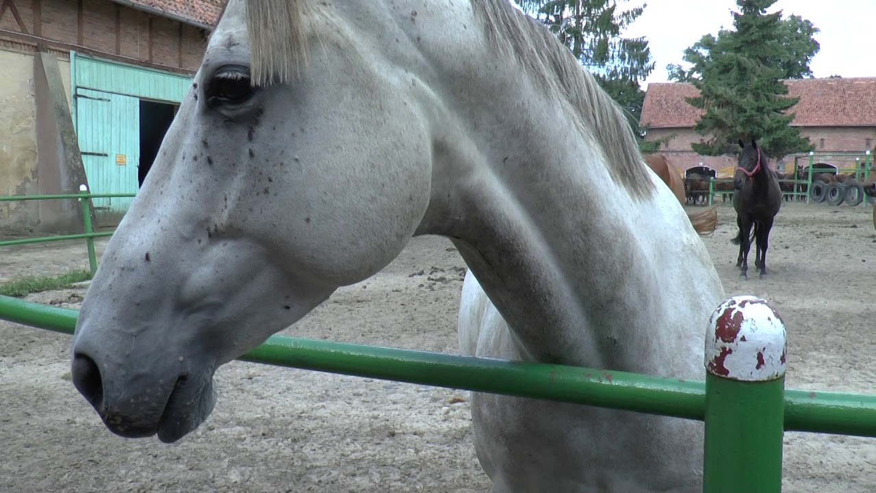 Stadnina Koni w Rzecznej. Stud farm in Rzeczna