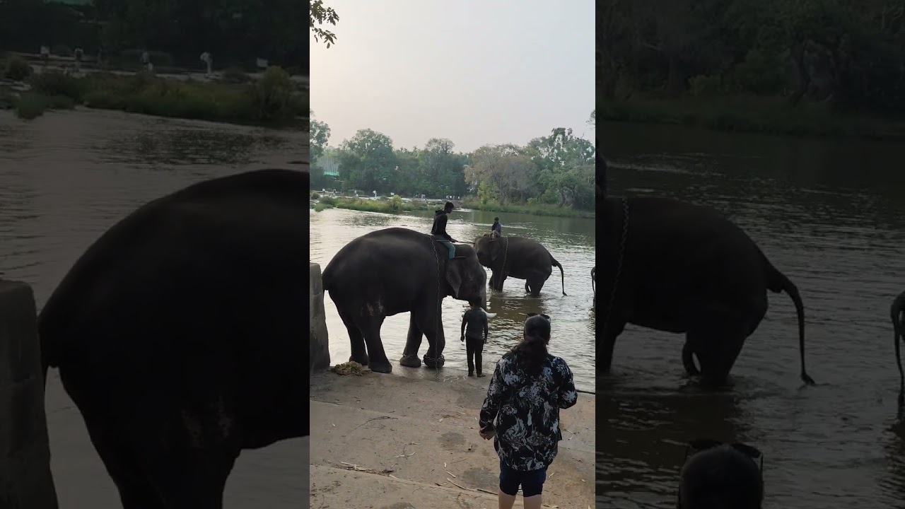 🐘കുറുമ്പ ന്റെ കുരുത്തക്കേട് കാണാൻ വീഡിയോ ലാസ്റ്റ് വരെ കണ്ടു നോക്ക് ( elephant camp dubare) 