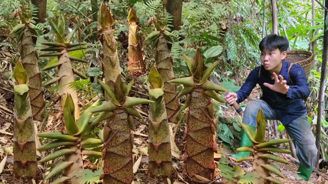 The skills and methods of harvesting giant bamboo shoots incredibly quickly by a poor boy.