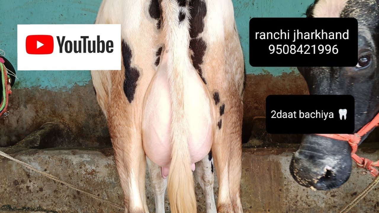 2daat🦷 bachiya 9508421996 📞 #ranchi #jharkhand📍 