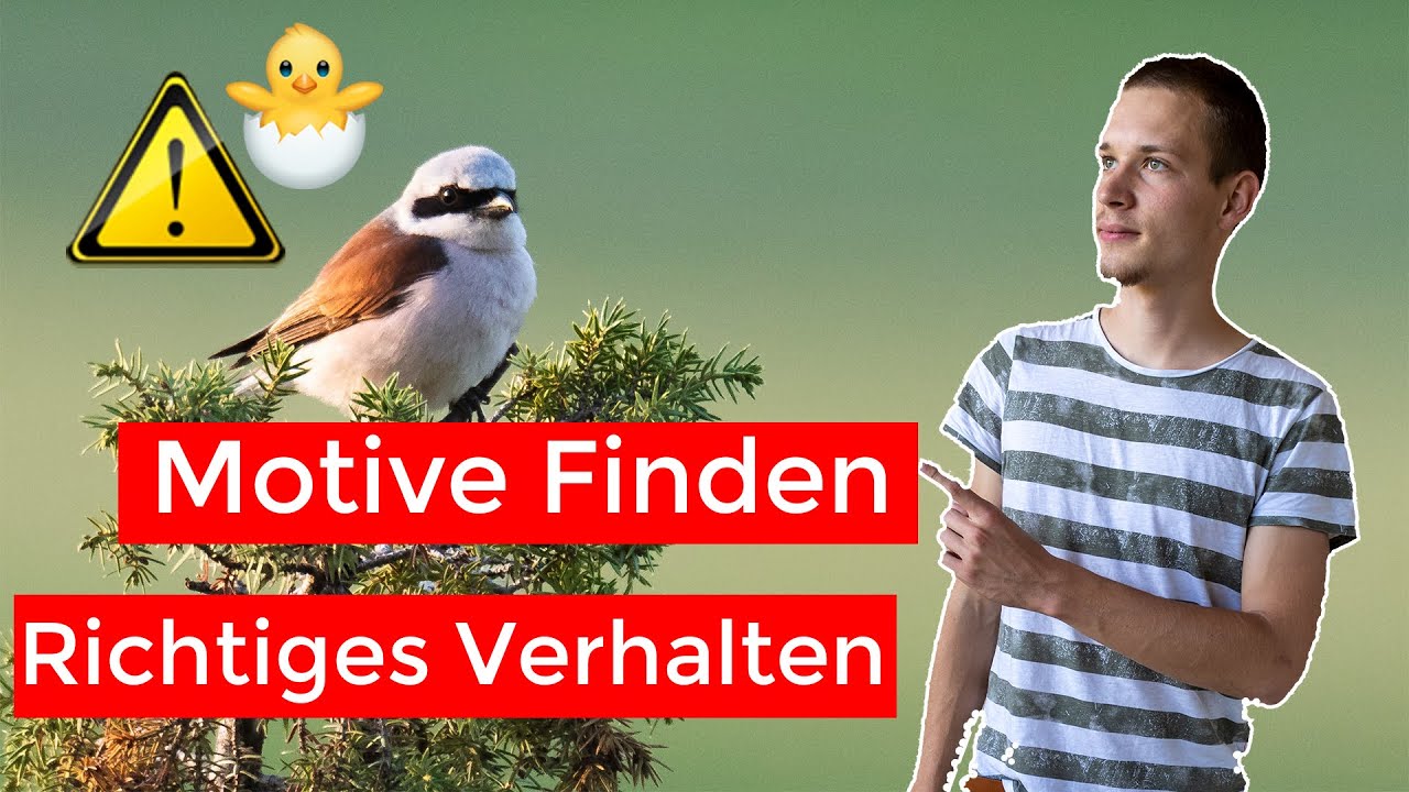 Motive finden in der Vogelfotografie | Fotografieren lernen