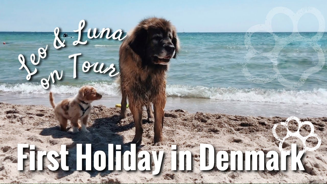Mini Aussie Puppy & Leonberger on Tour - Dog Holiday in Denmark