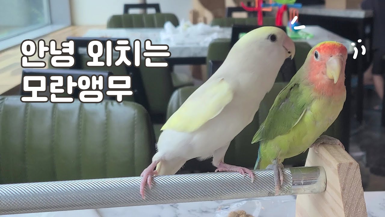 안녕봇 모란앵무, 버터의 첫 앵무새 카페 방문기!