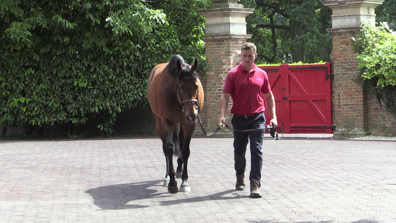 MAYSON at Cheveley Park Stud