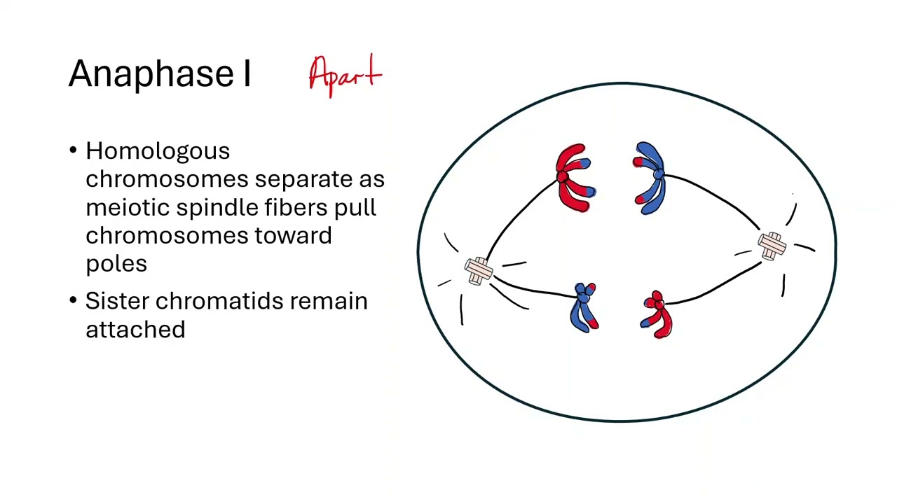 5.1 Meiosis