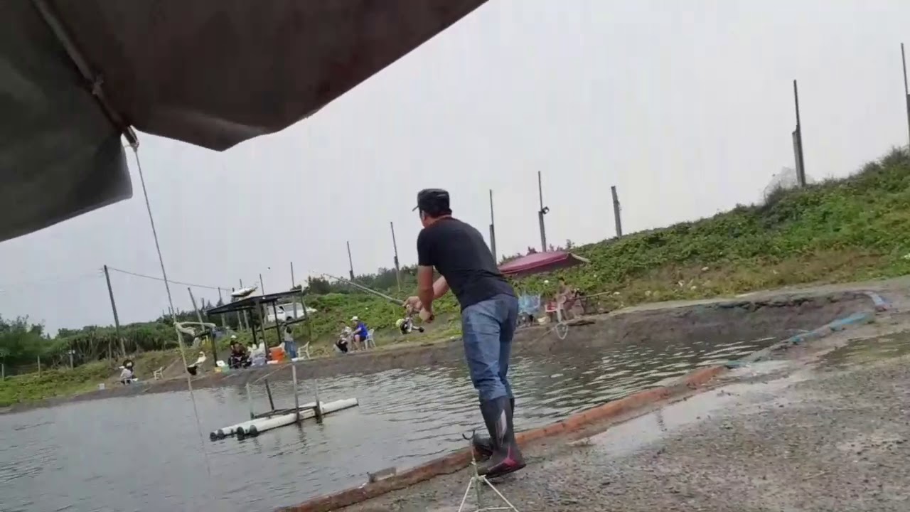 日發超大龍膽大石斑~A池(大呆連三）
