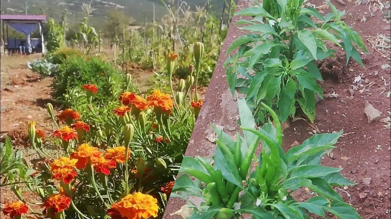 Denizli tavas ulukent Köyü Köy Vlog 2024 TEMUZ Bahçe günlükleri Garden Tour