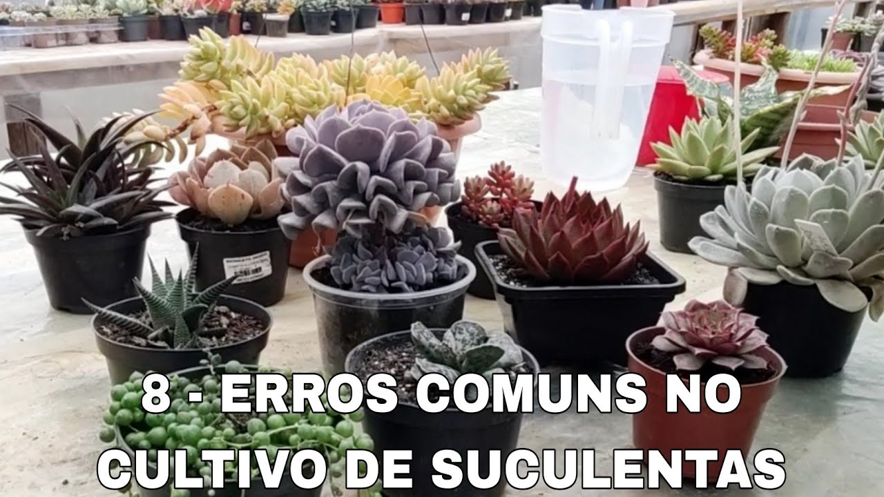 8 - ERROS COMUNS NO CULTIVO DE SUCULENTAS | #suculentas #jobelaflor