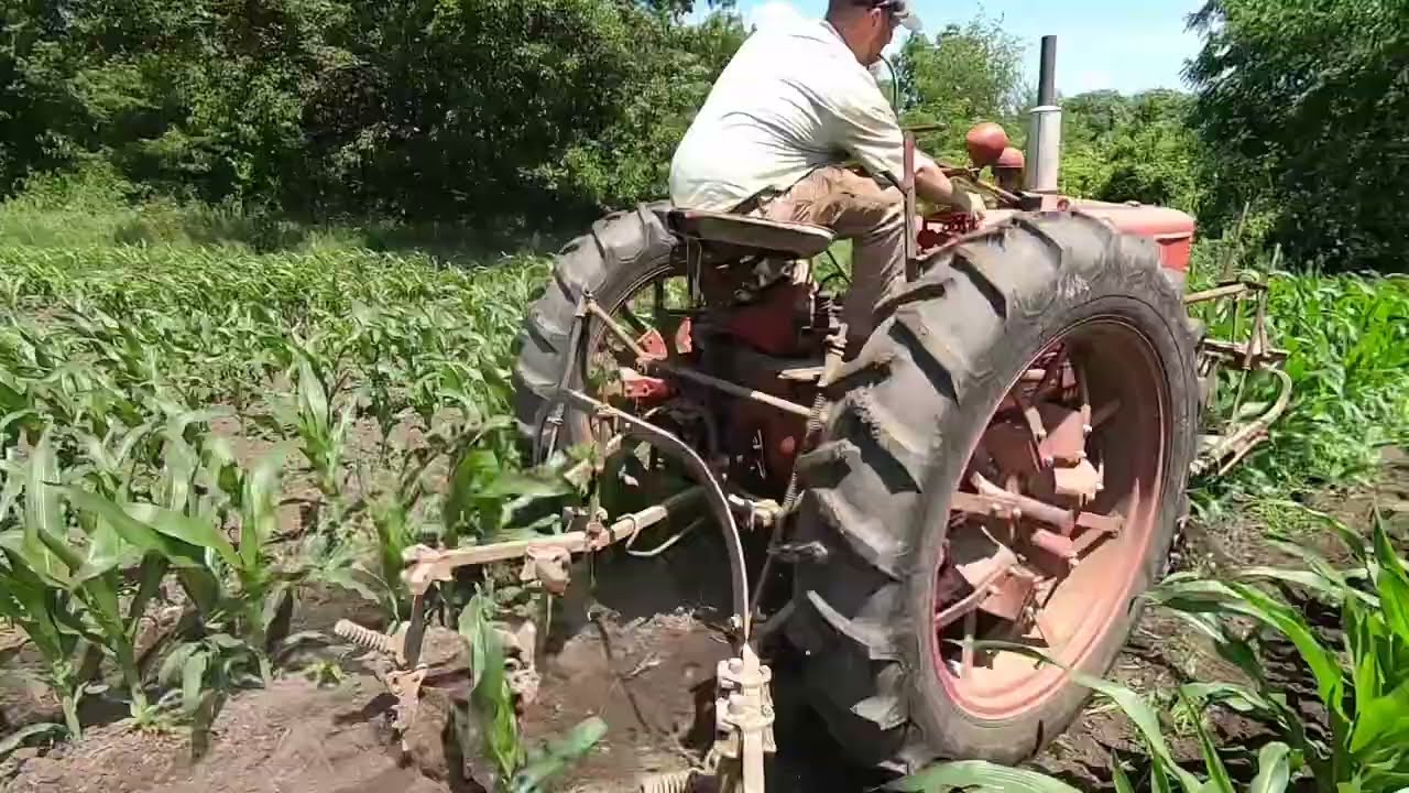 1942 Farmall H Cultivating Corn