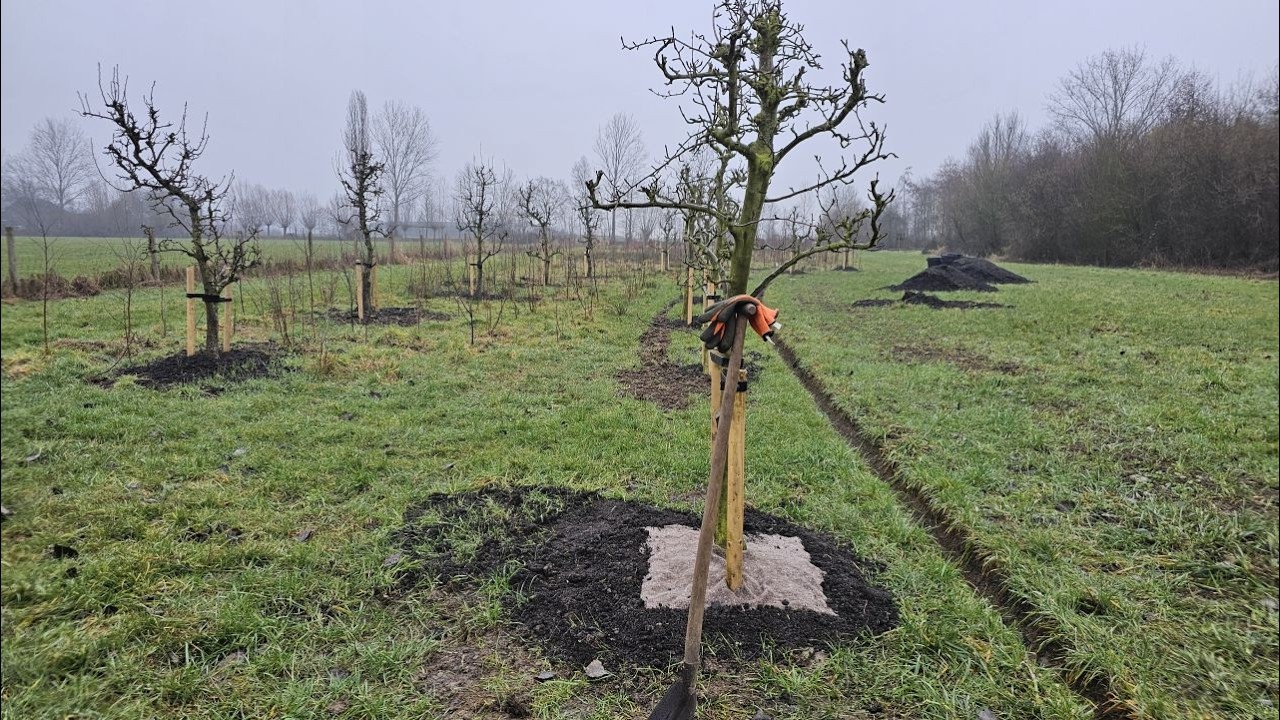 Wol in de boomgaard