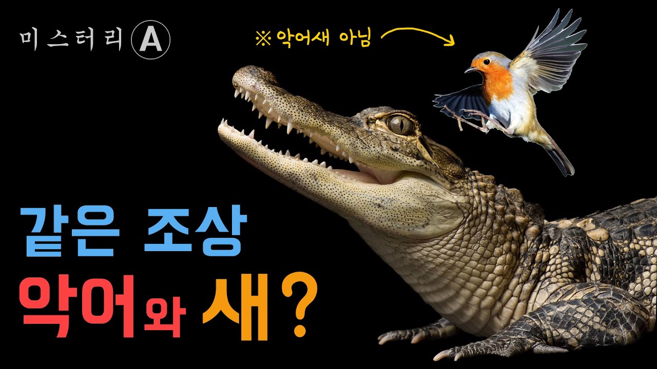 악어와 가장 가까운 동물, 새 (feat.크로커다일 앨리게이터 차이)