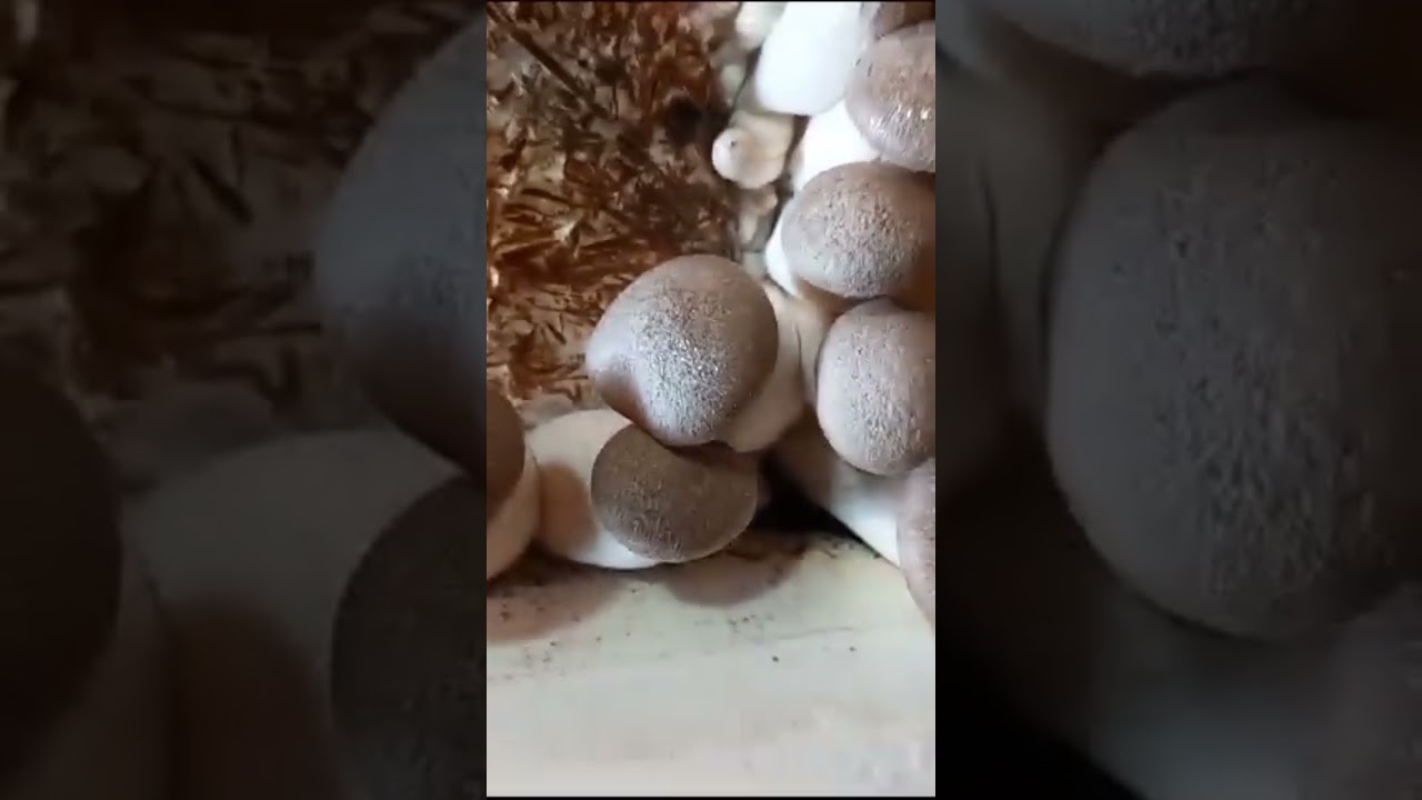 Funghi cardoncello🍄