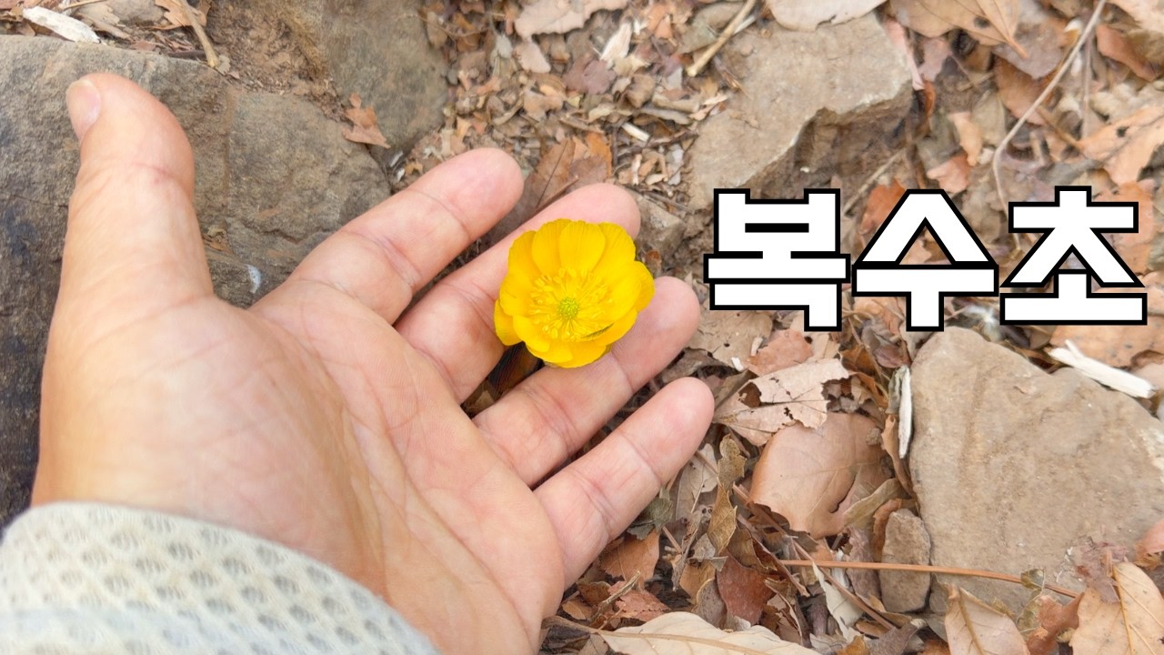 봄을 알리는 복수초는 어디에 숨어 있을까? | 해운대 장산 야경과 가덕도 일몰