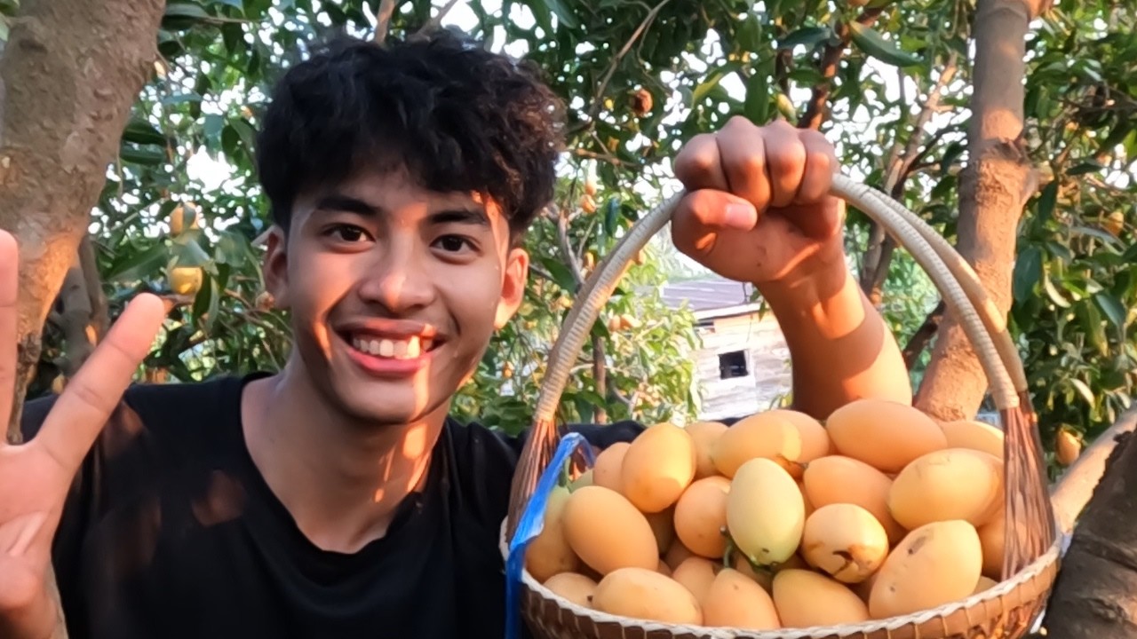 รับงานเสริม ขึ้นเก็บมะยงชิด ปีนี้ลูกใหญ่เก็บสนุกมาก.
