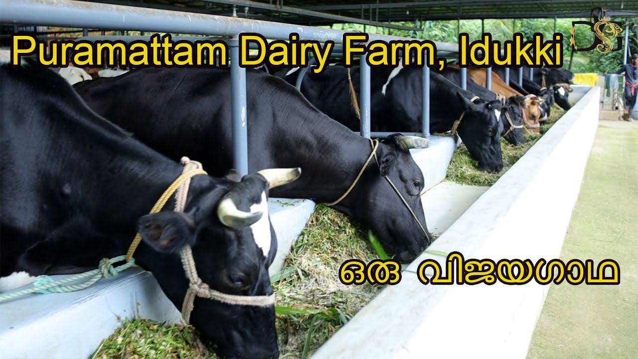 Puramattam Dairy Farm, Padamukam, Murikkasseri, Idukki. A story of success