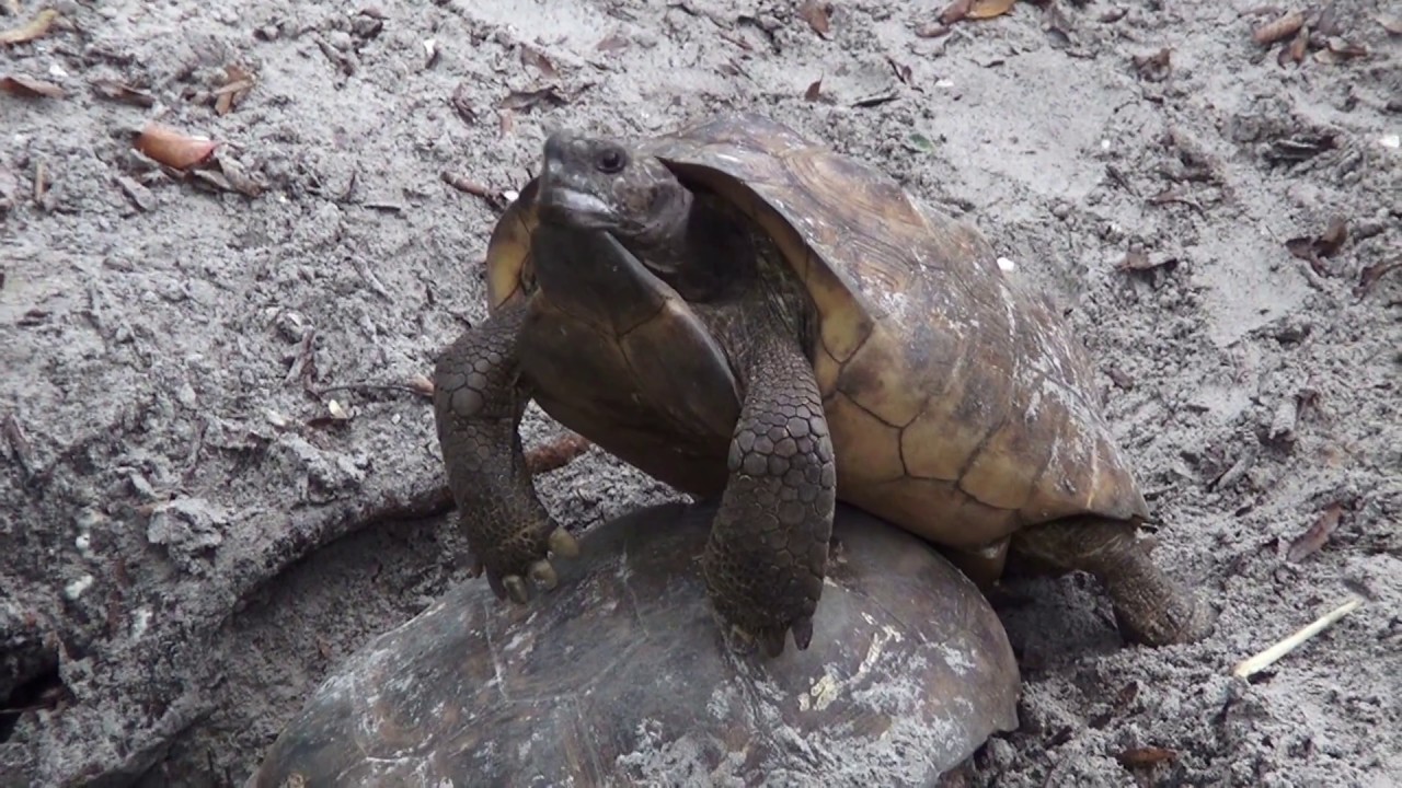 Lowry Park Zoo in Tampa, Florida