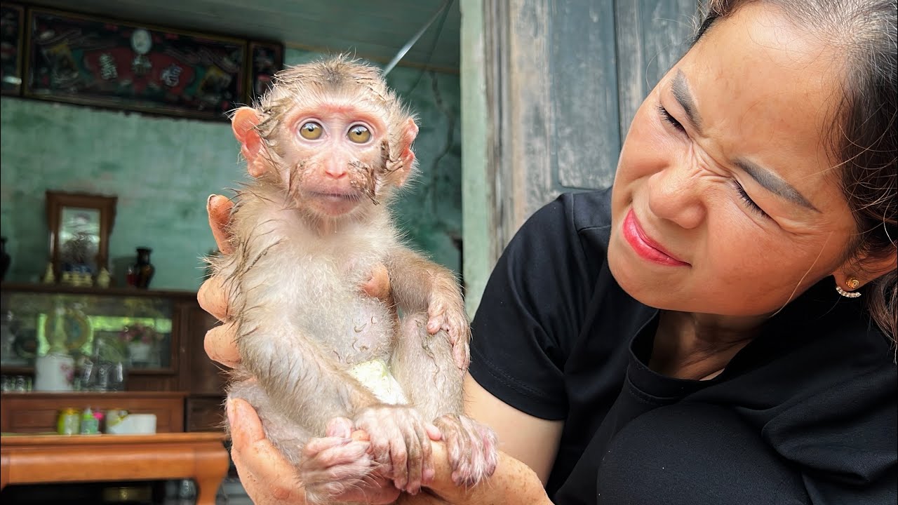 Mother discovered that baby monkey Tina had a very unpleasant smell.