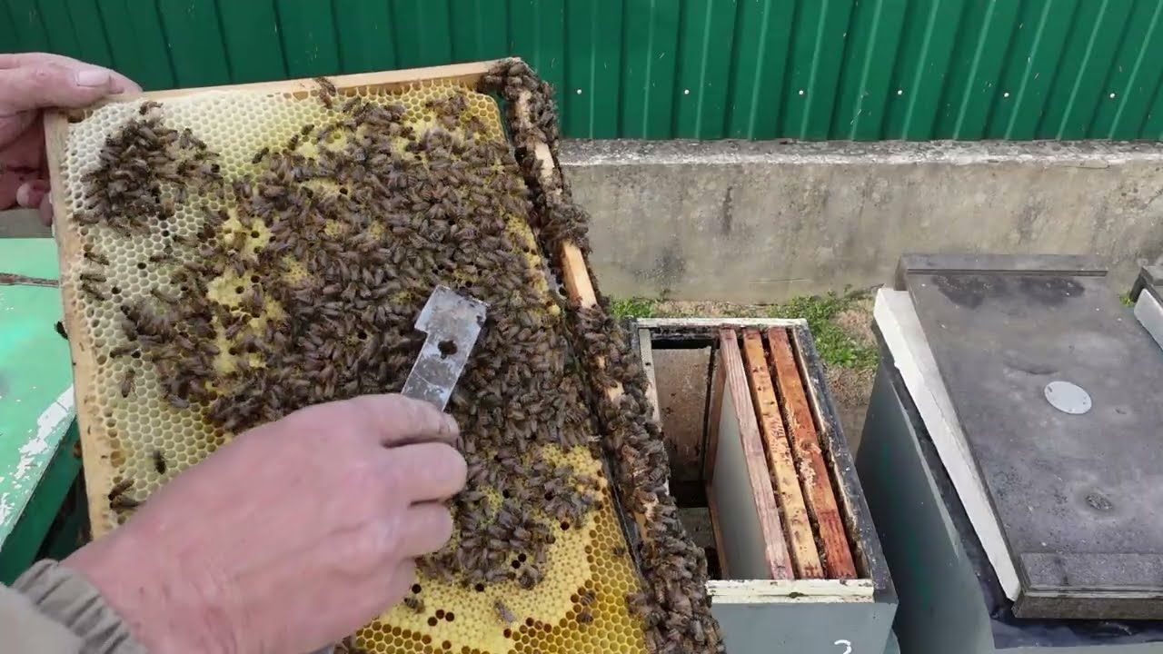 Как помочь слабым отводкам пчел весной