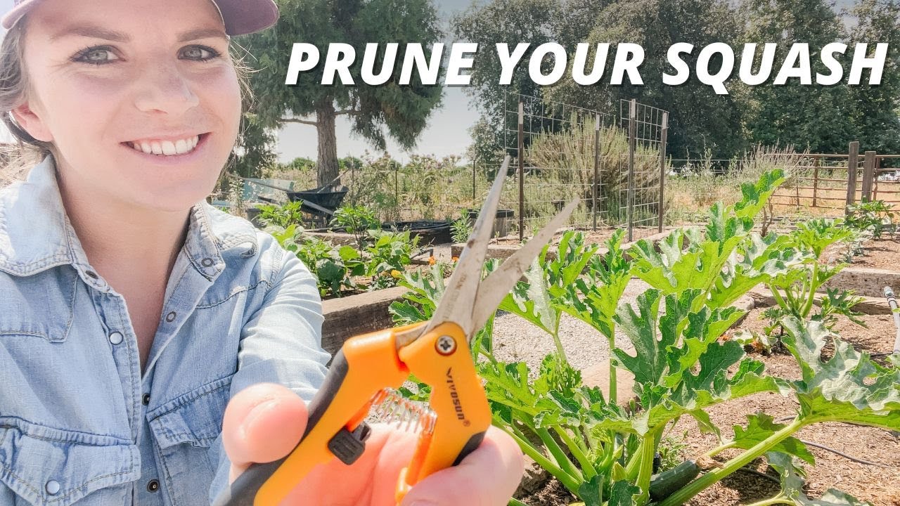 How to Prune Squash Plants for Best Growth & Production