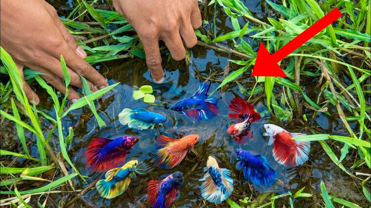 Catching Beautiful Wild Betta Fish in Their Natural Home!