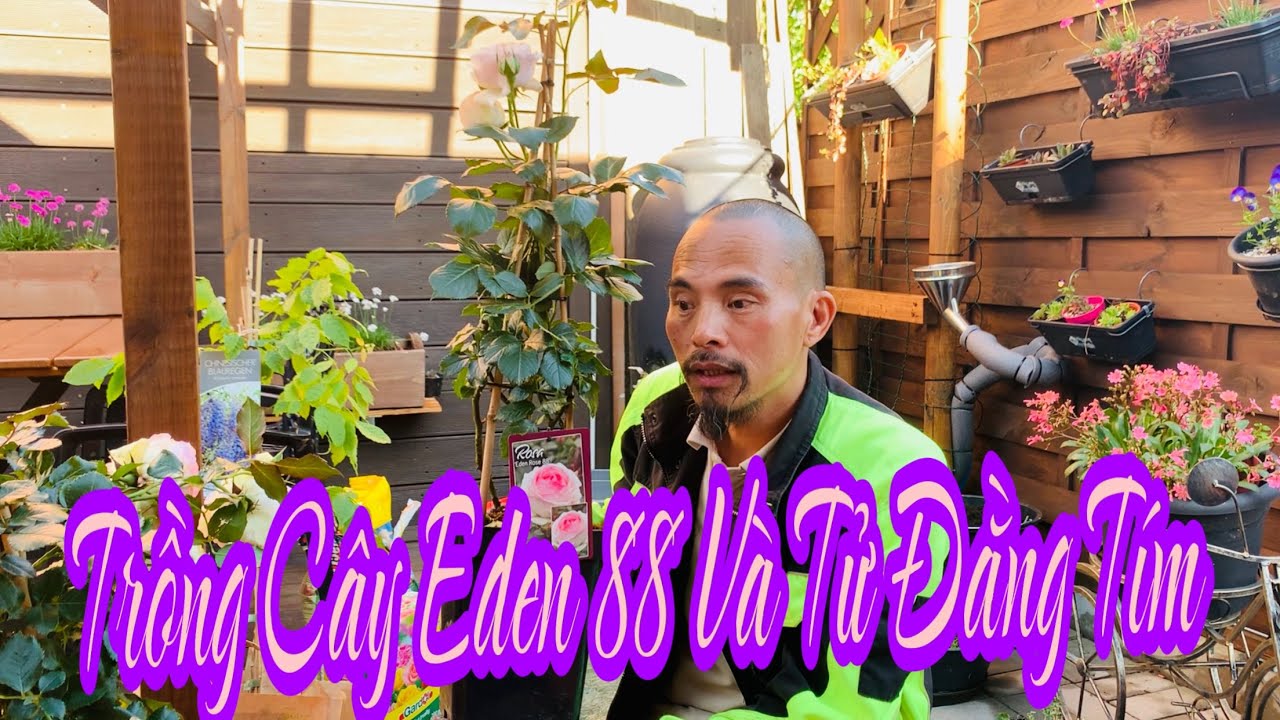 C435 TRỒNG CÂY HOA HỒNG THÂN LEO EDEN 88 | VÀ HOA TỬ ĐẰNG TÍM.🤗Vườn Hùng Anh Cz.