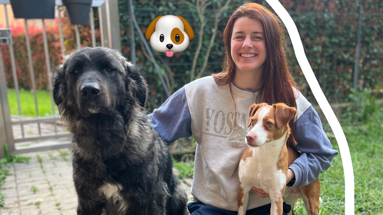 SONO EDUCATRICE CINOFILA🐶Vi racconto il mio PERCORSO