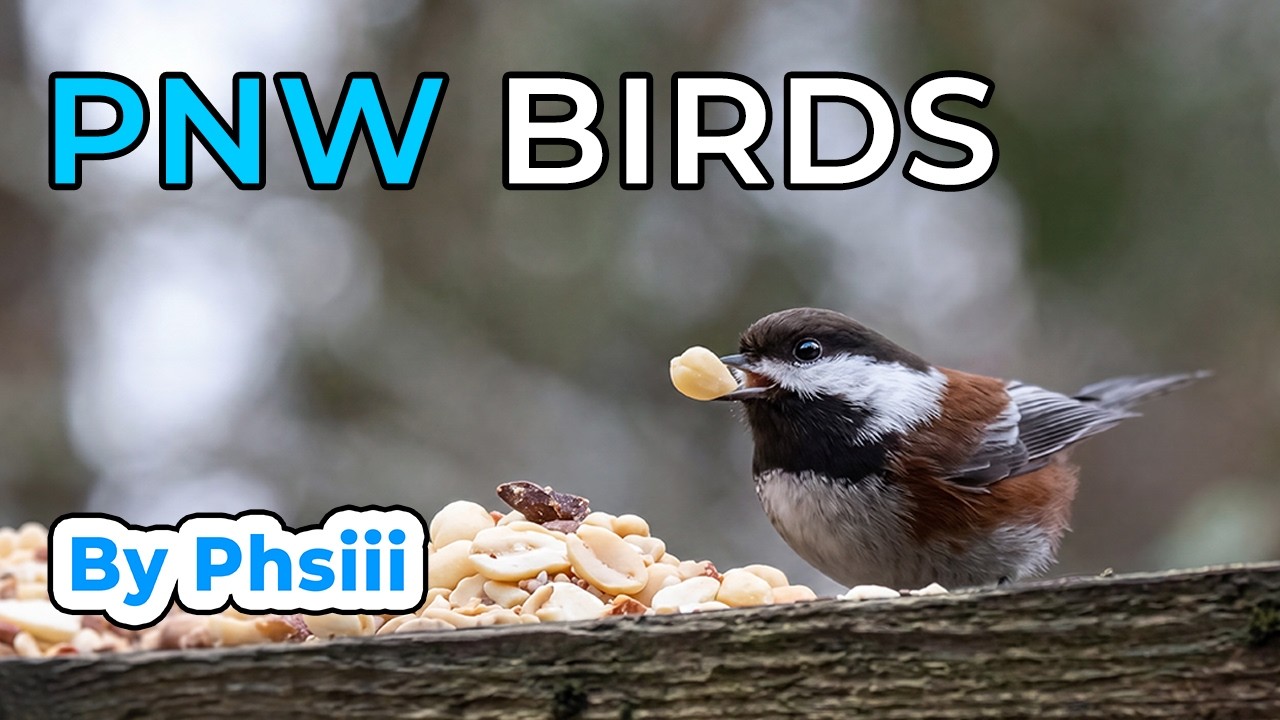 Feeder Birds-6 wmusic