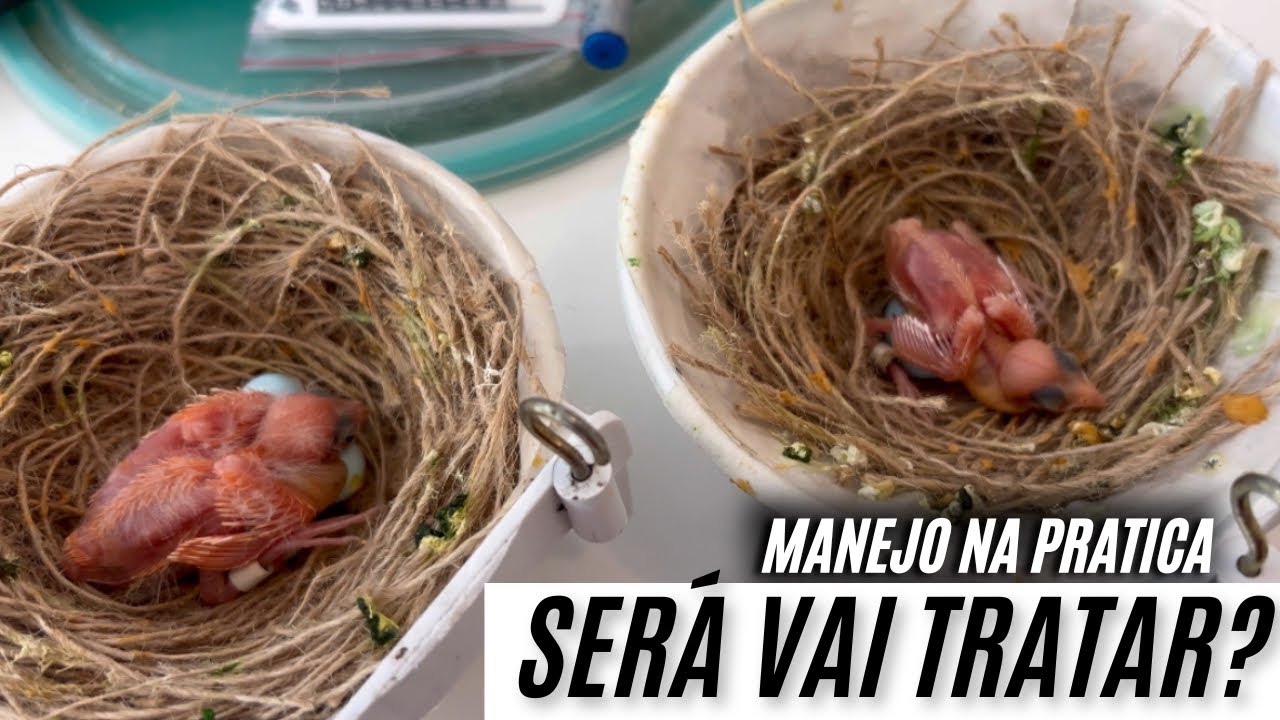 Mesma idade, Raça diferente, liberei casal nova postura