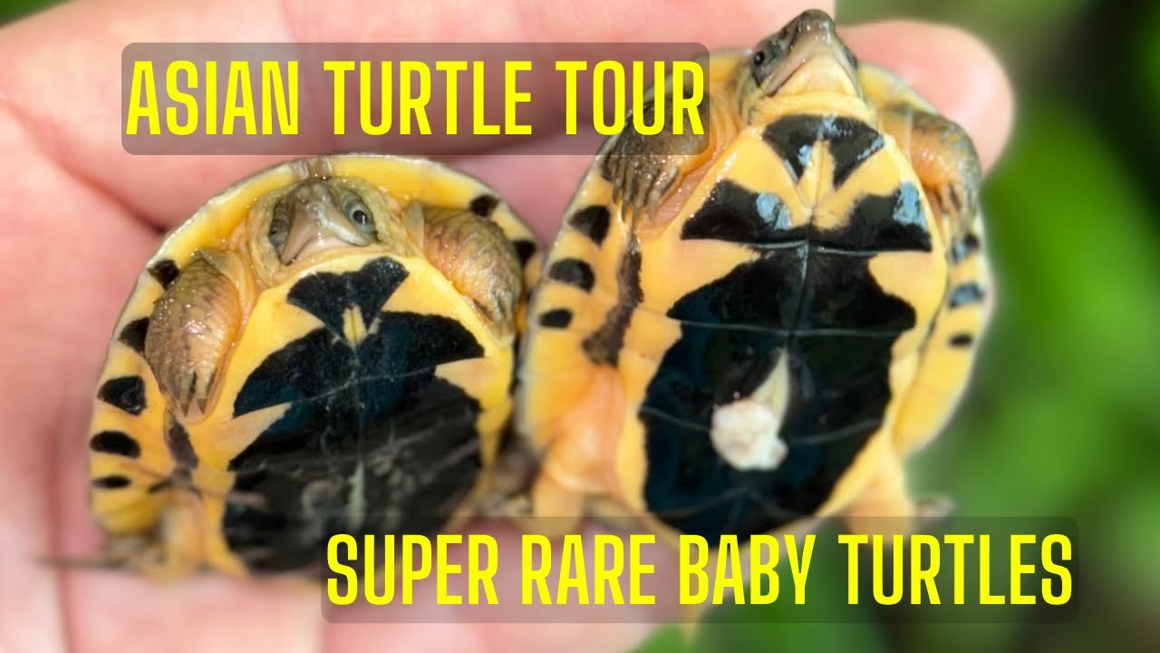 We Hatched Critically Endangered Baby Turtles