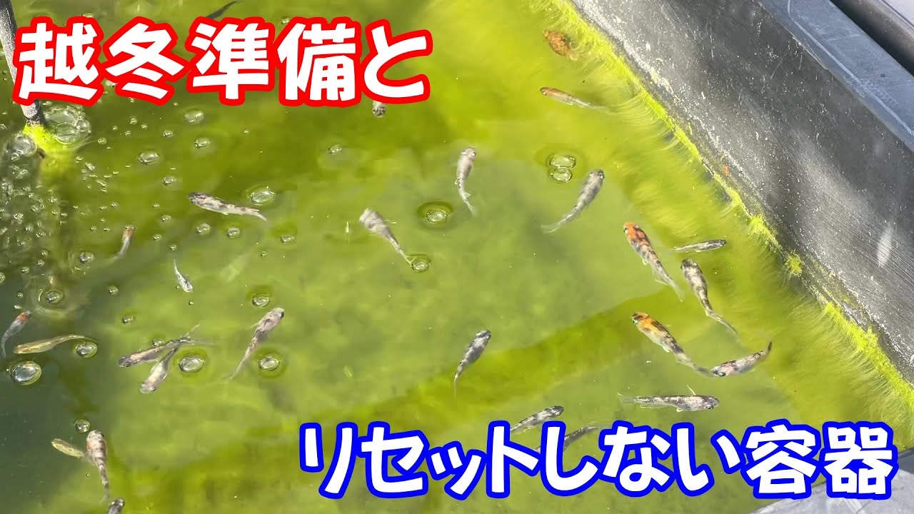 【めだか】越冬前のリセットとリセットしない容器。Ｂ型おやじ