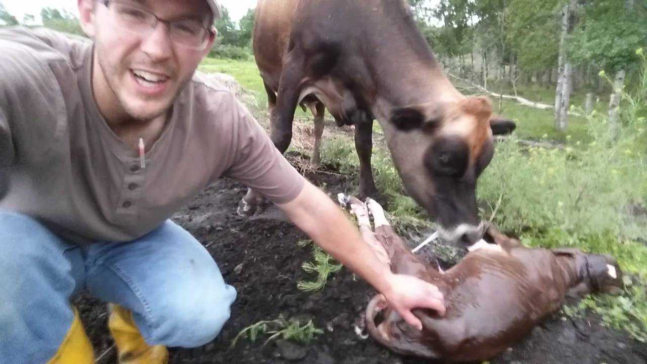New Life: A Cow Gives Birth