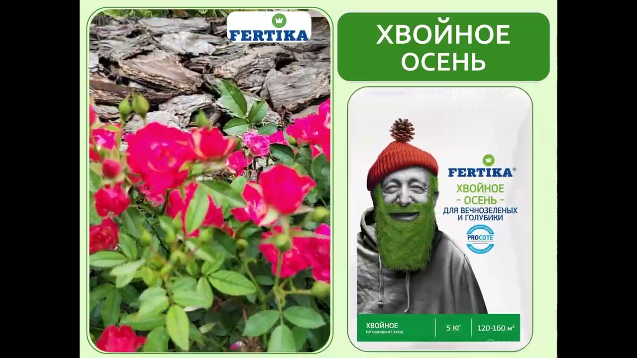 Готовим хвойные и другие вечнозеленые к зиме