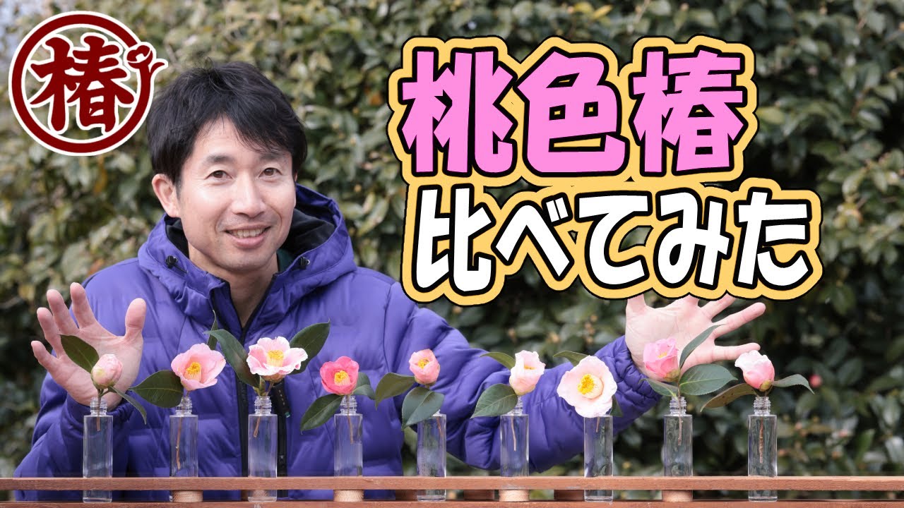 桃色椿 比べてみた｜開花中9種・早咲き（9月〜1月）を並べて比較【お茶花にも】