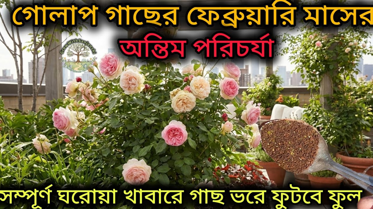 গোলাপ গাছে হাজার ফুল পাওয়ার শেষ সুযোগ! এই ম্যাজিক সারটি ব্যবহার করুন। ✨🌹Rose plant care in february
