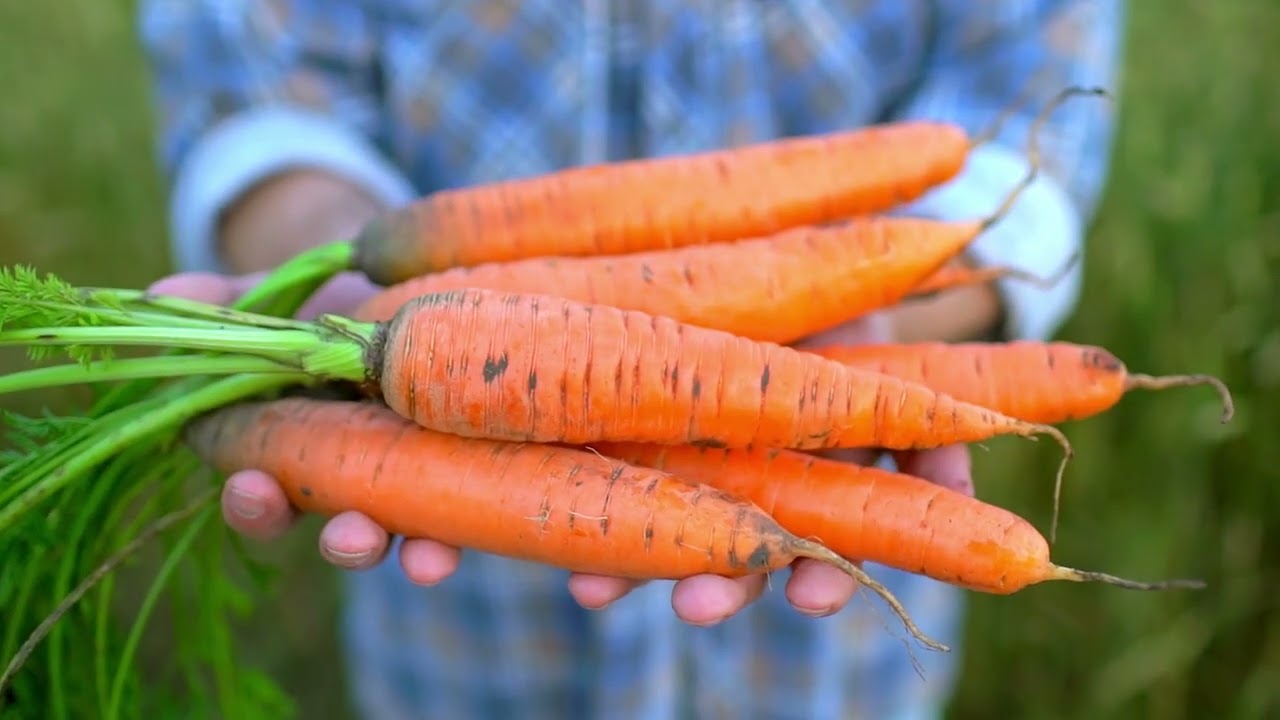 Harvesting Carrots: A Stress-Relieving and Tranquil Experience
