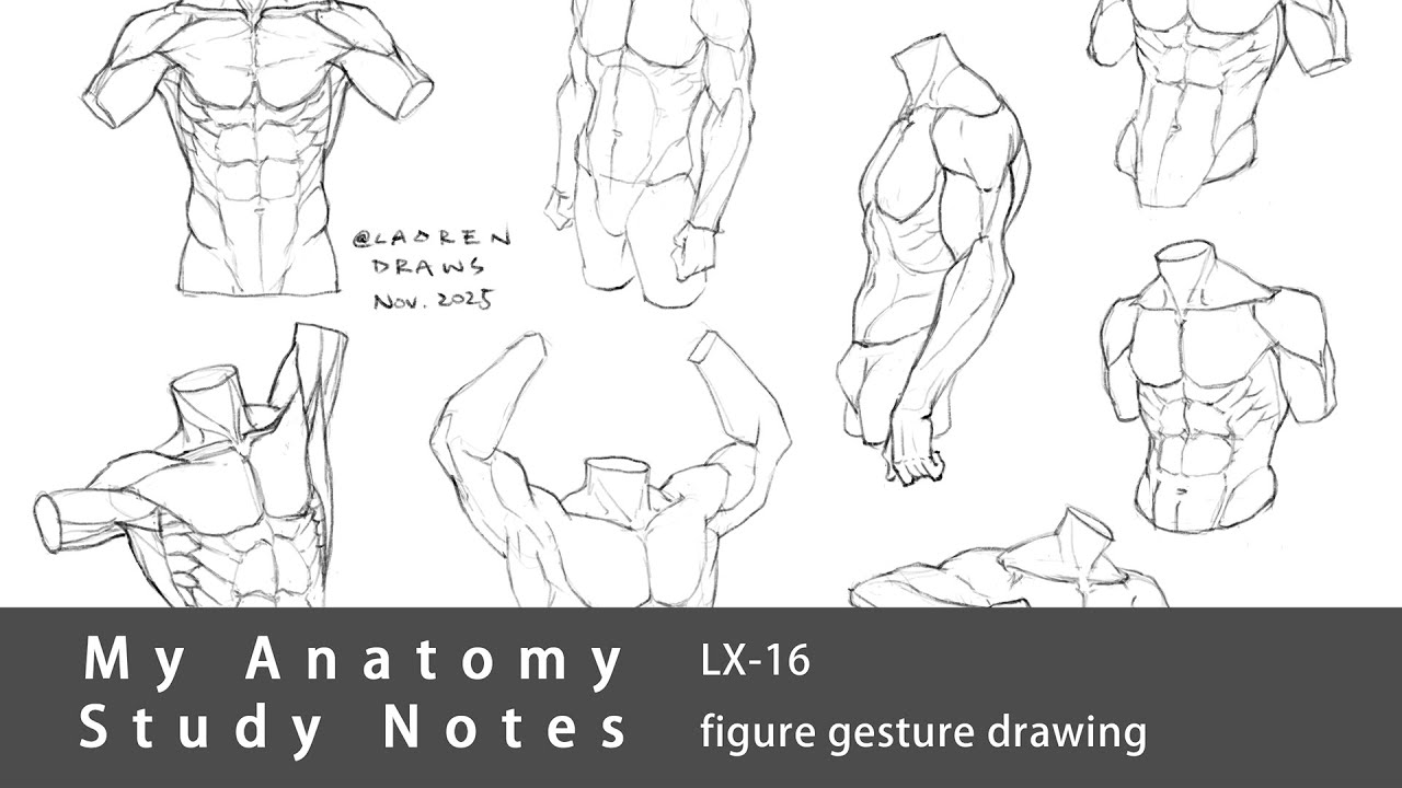 My Anatomy Study Notes LX-16 | male figure gesture drawing