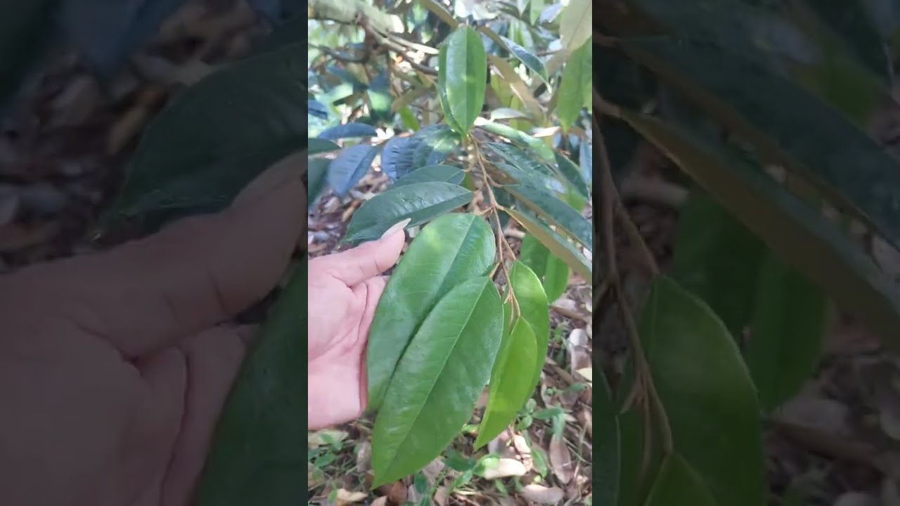 Khi lá sầu riêng mở hết, phun cử tạo mầm lần một.