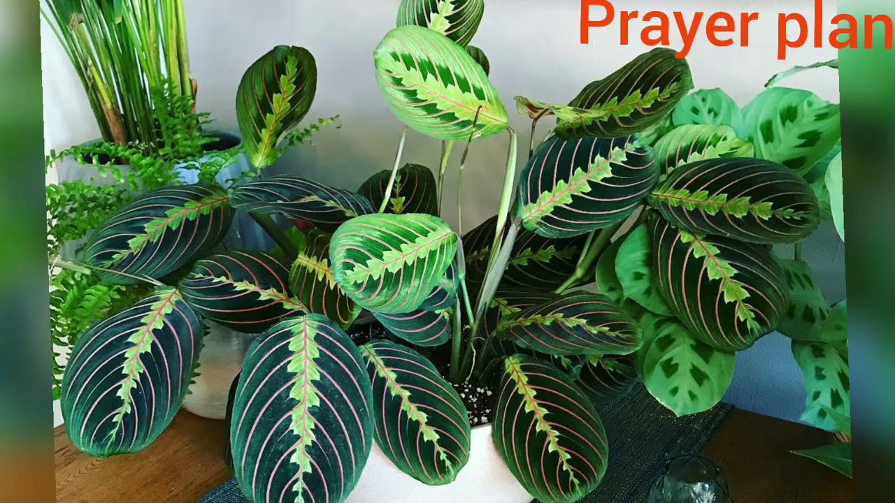 50 Best Indoor Plants For Decorating Your Home or Office.