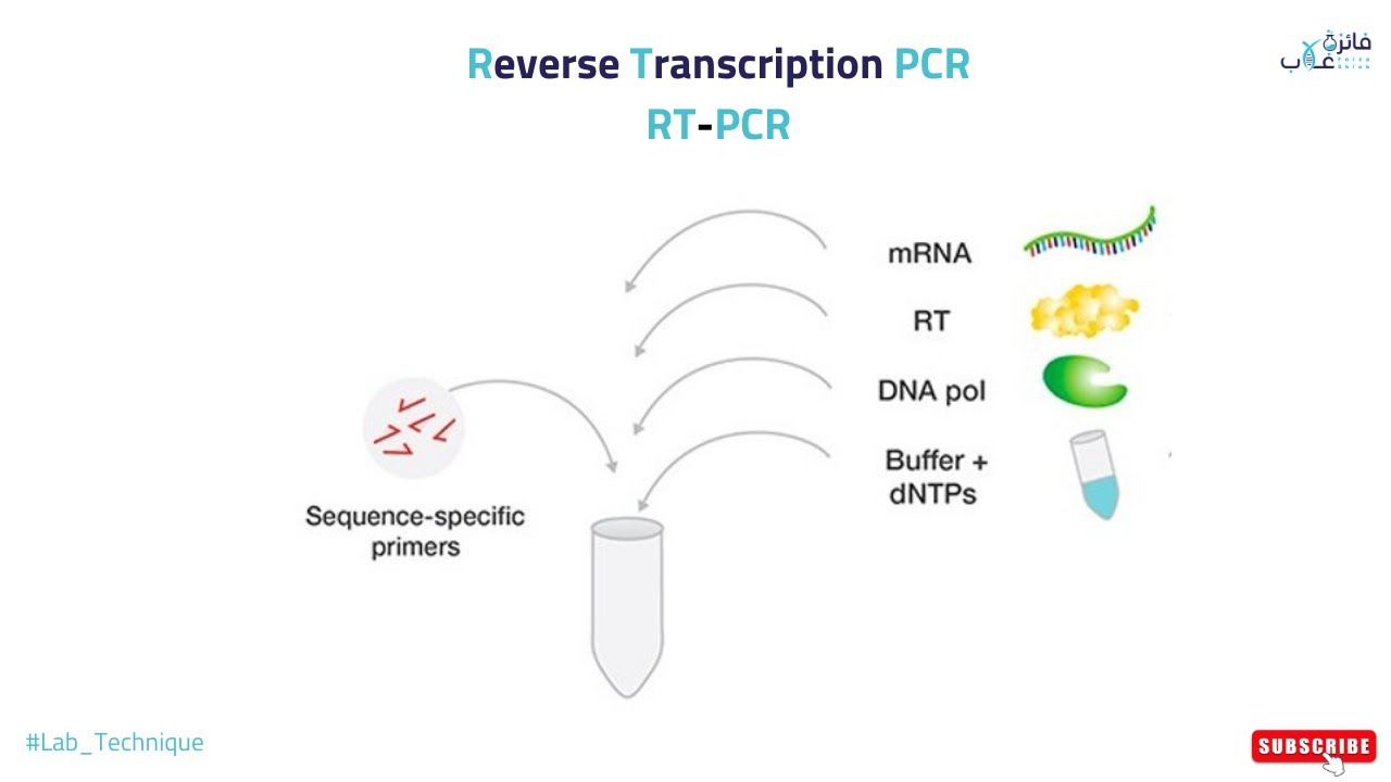 Reverse Transcription PCR (RT PCR)