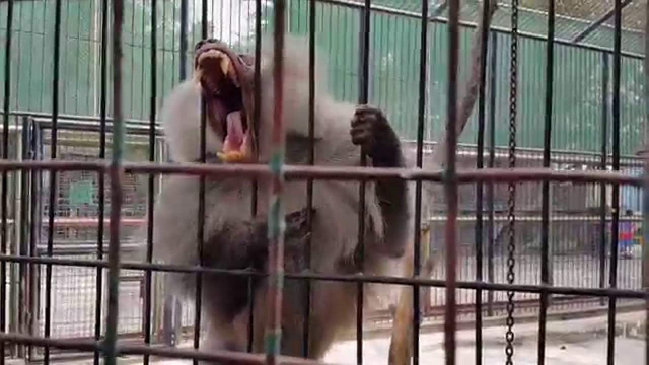 Arabian Baboon at Dubai Zoo. 11.03.2015