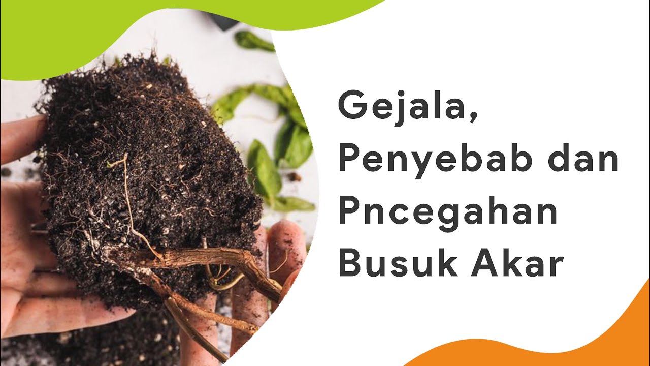 Busuk Akar Cabai, Penyebab, Gejala, dan Cara Mencegahnya