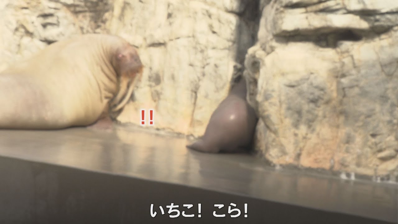 自分の名前を認識⁉ セイウチ赤ちゃん「いちこ」 飼育員もメロメロ「ちょっと生意気、でもかわいい」