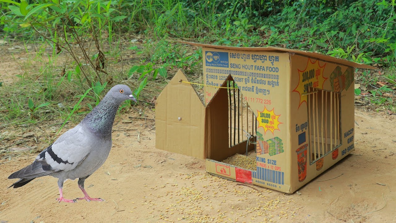 Making Pigeon Trap Using Paper Box And Wood - Easy Bird Trap Working 100%