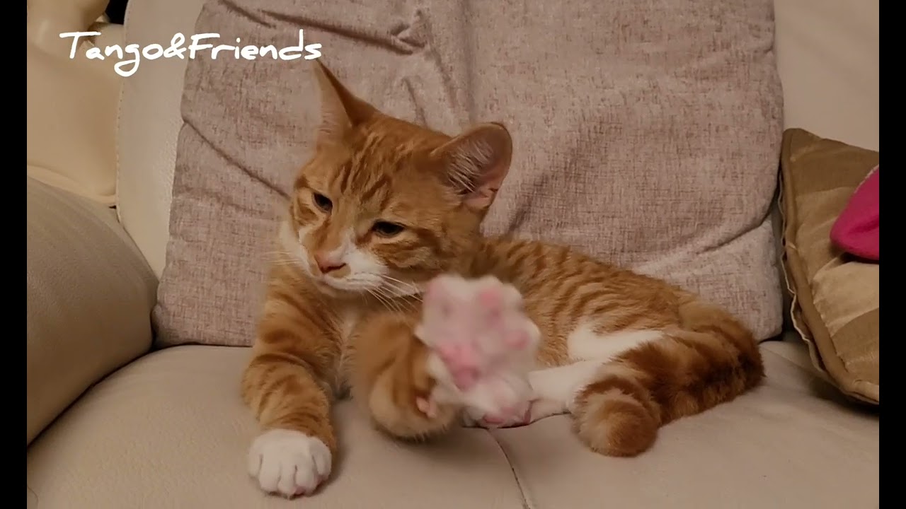 Tango the Cat reacts to his name